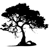 Koa